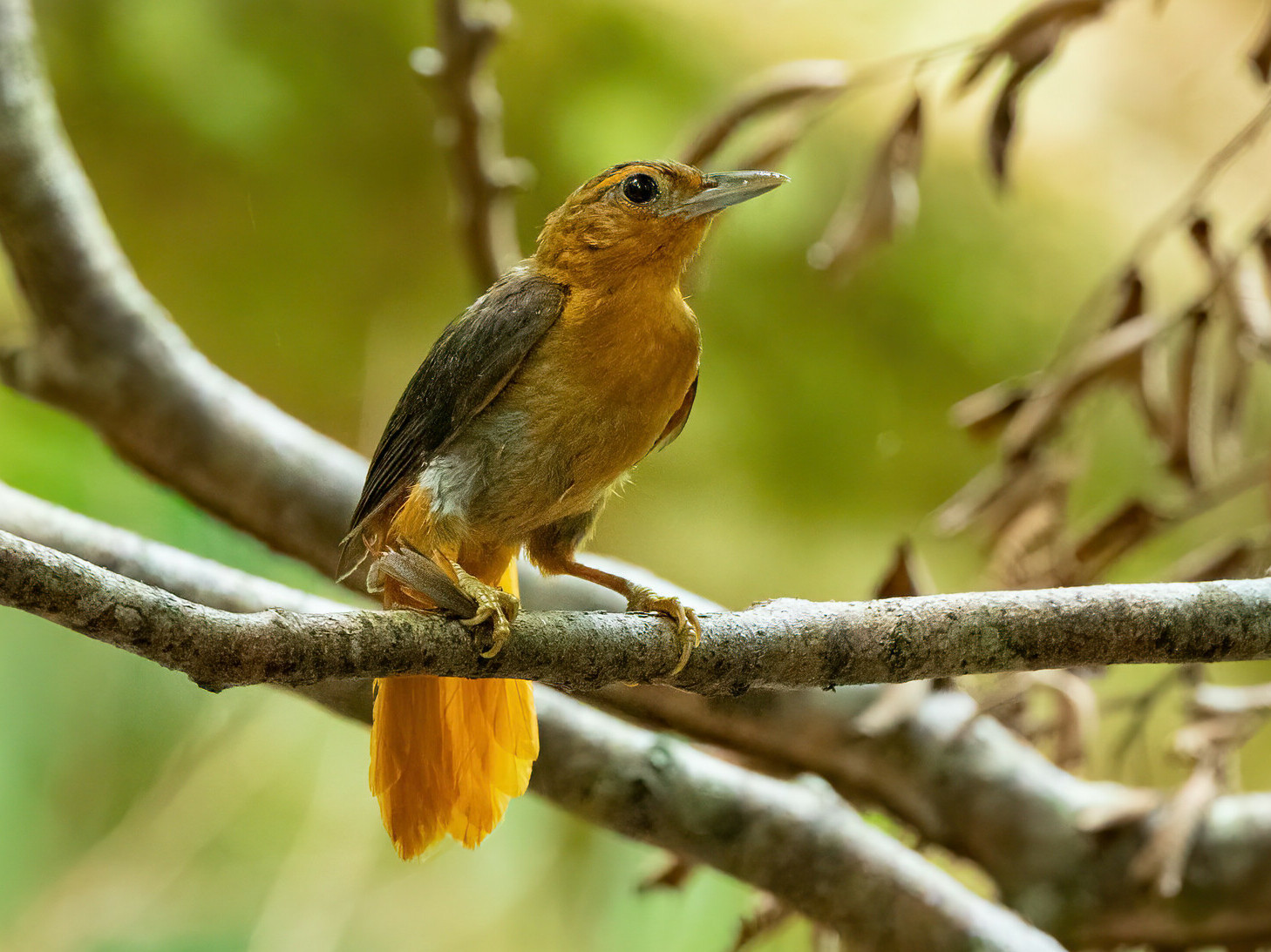 image Cinnamon-rumped Foliage-gleaner
